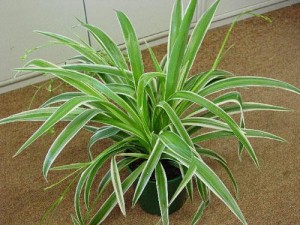 chlorophytum empoté