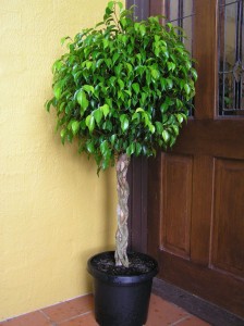 Un ficus benjamina peut dépolluer votre intérieur