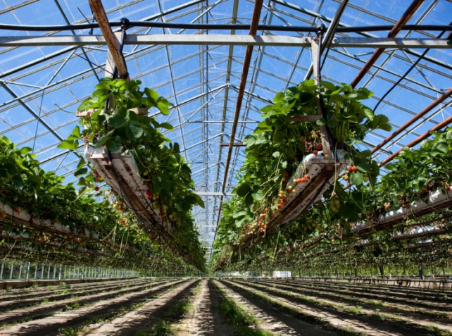 Une culture de fraises hydroponique